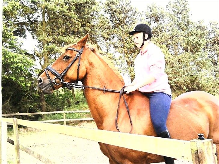 Dansk Varmblod Clarissa-leveret tilbage.. - Clarissa som studere hegnet:-)<3 billede 9