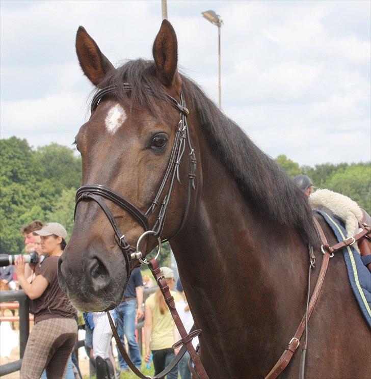 Mecklenburger Dark Shadow - Ballerup billede 16