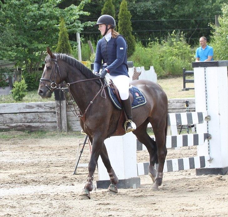 Mecklenburger Dark Shadow - Søde lille hest :) billede 19