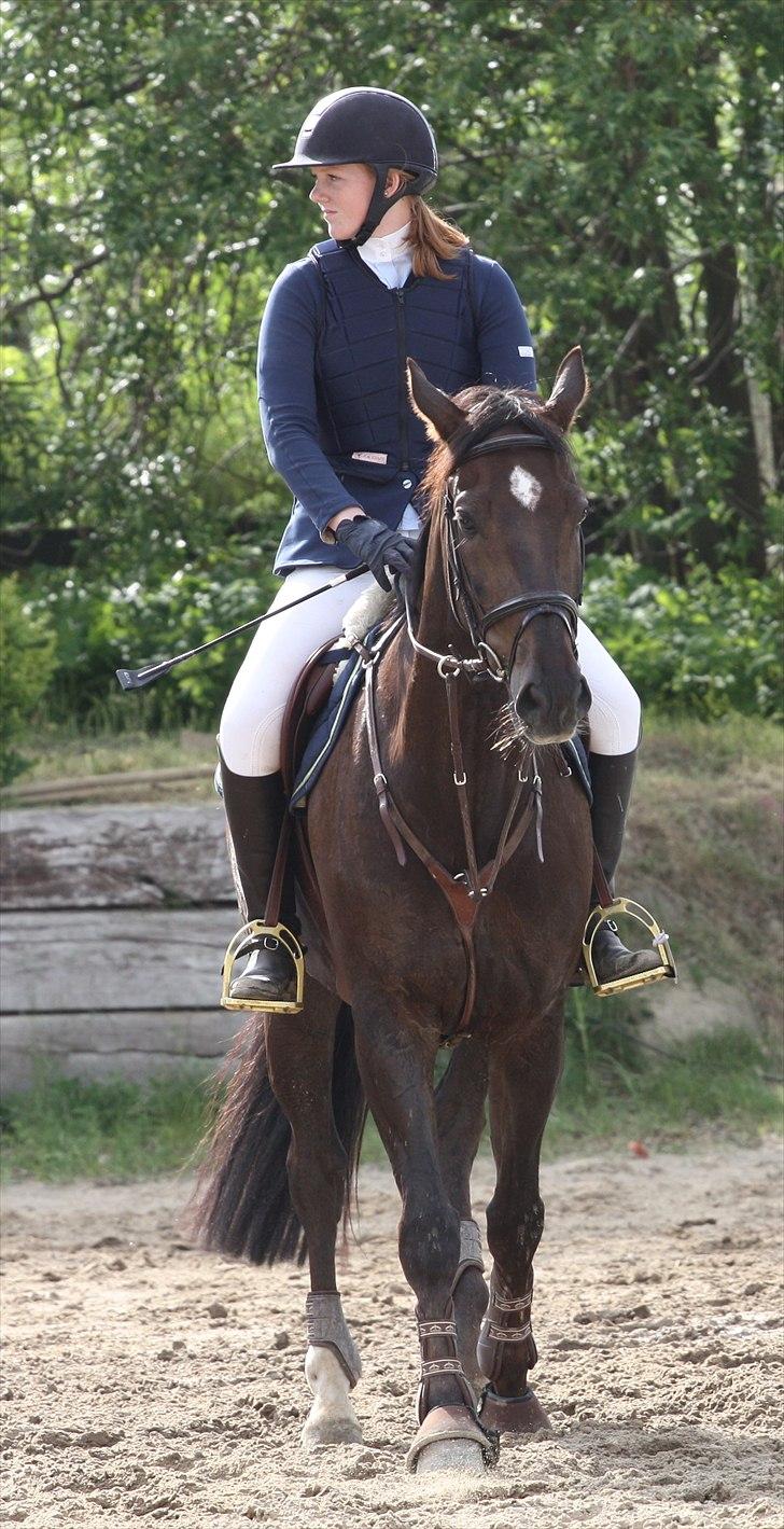 Mecklenburger Dark Shadow - Skygge <3 billede 20