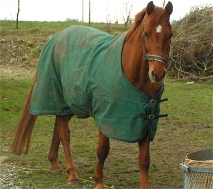 Dansk Varmblod Clarissa-leveret tilbage.. - -Clarissa på fold:-)
Vinter 2010 billede 11