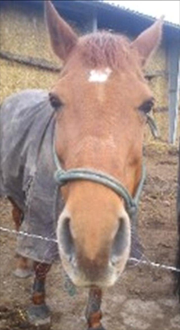 Dansk Varmblod Clarissa-leveret tilbage.. - -Nysgerrige Hyp!<3:-* billede 12