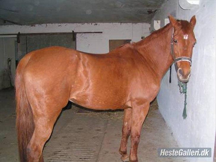 Dansk Varmblod Clarissa-leveret tilbage.. - -Smuuuuukke hyppe<33 billede 13