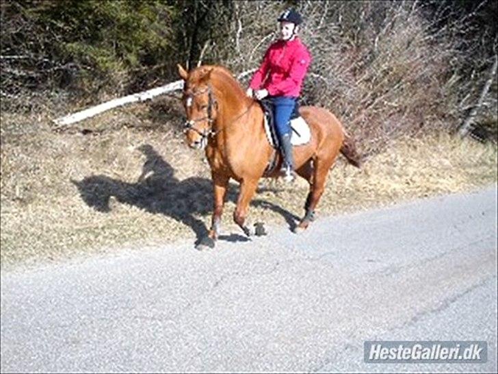 Dansk Varmblod Clarissa-leveret tilbage.. - -Første gang jeg red dig<33 ELSKER DIG!<33 billede 14
