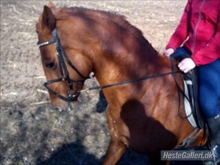 Dansk Varmblod Clarissa-leveret tilbage.. - Clarissa'sProfil... Tak fordi du tog dig tid til at kigge!<3 billede 15