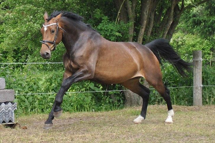 Oldenborg Carmen Elektra billede 4