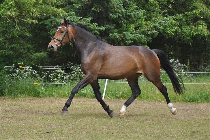 Oldenborg Carmen Elektra billede 5