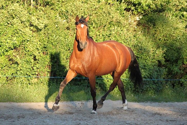 Dansk Varmblod Nicole billede 6
