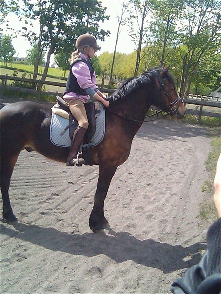 Welsh Cob (sec D) Låddenhøjs Donnovan - Næsten lige da jeg havde fået ham! <3 billede 8