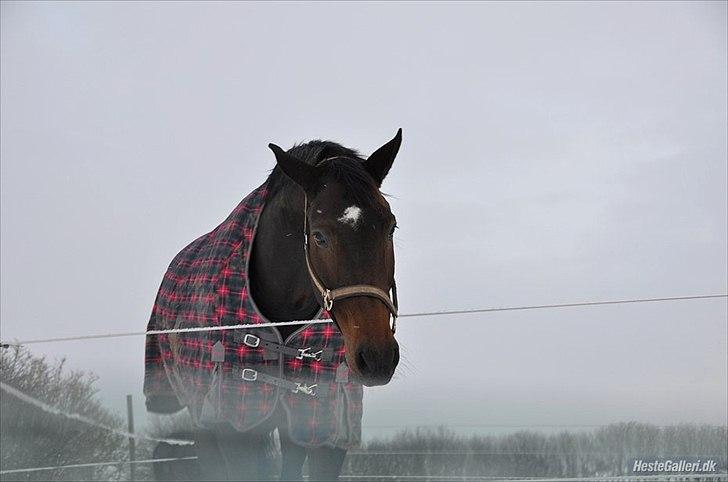 Dansk Varmblod Enormous Amadæus - Vinteren 2010 - MEGET KOLD DAG! billede 14