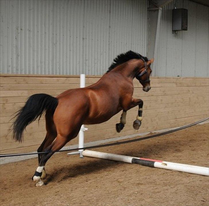 Dansk Varmblod Svanegårdens Florencia - Flora bliver løssprunget for første gang, hun er bare så dygtig. billede 3