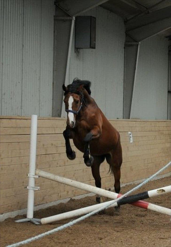 Dansk Varmblod Svanegårdens Florencia - Talentfuld, helt klart billede 4