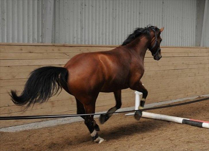 Dansk Varmblod Svanegårdens Florencia - Her kommer Flora, hun synes det er vildt sjovt. billede 5