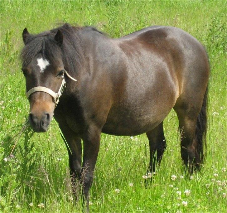 Anden særlig race My La Belle billede 7