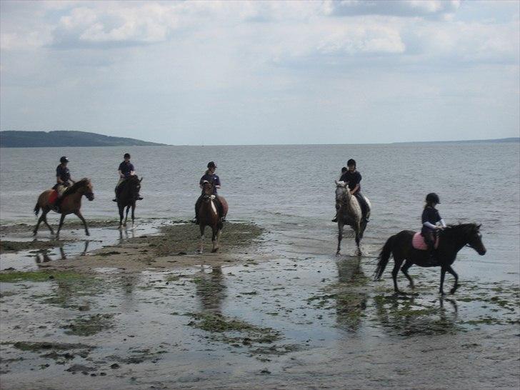 Anden særlig race My La Belle - På stranden billede 14