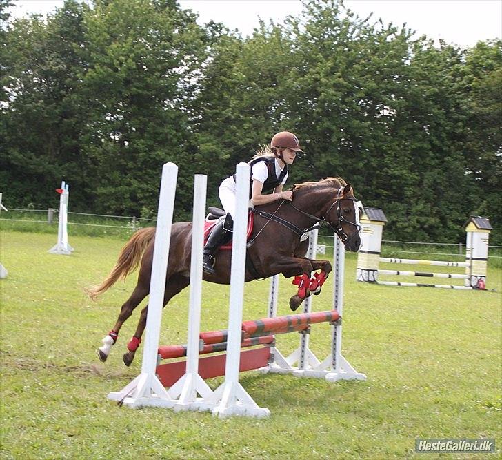 Welsh Pony (sec B) Welsh Glories van Mikkel billede 17