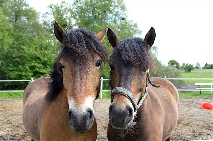 New Forest Horsemosens Tabasco - Tabasco og hans køremaker Cinnamon :) Tabasco til venstre og Cinnamon til højre :) billede 4