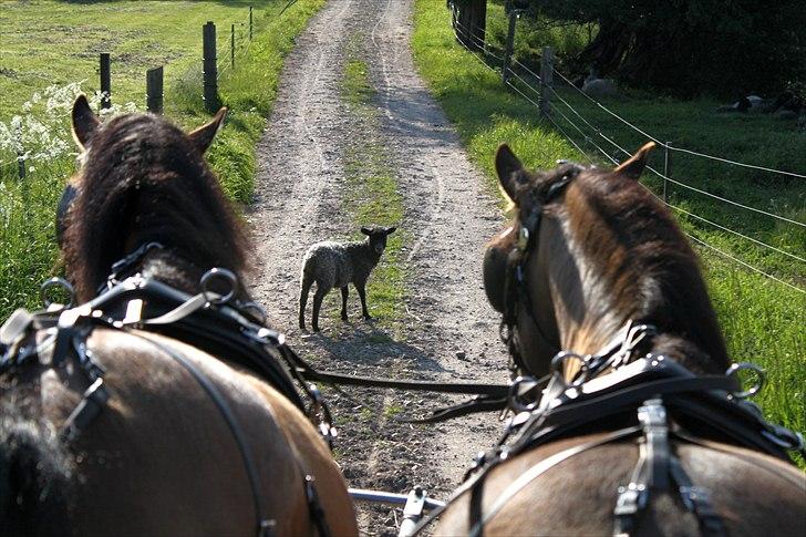 New Forest Horsemosens Tabasco - Løst får på vejen  billede 7