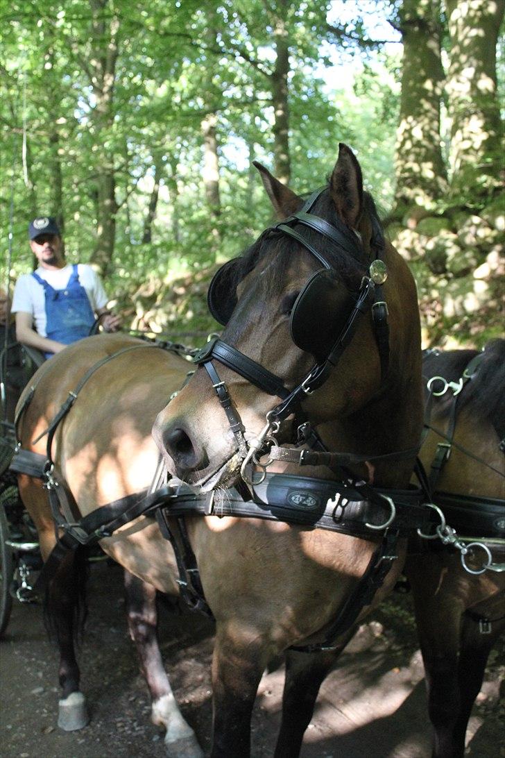 New Forest Horsemosens Cinnamon - Cinnamon igen for vogn :)) billede 13