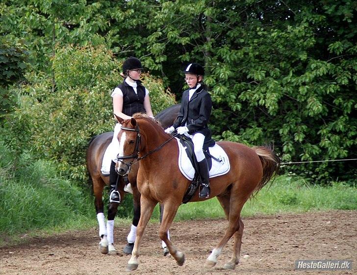 Anden særlig race Aschia - SOLGT - Dressur med Aschias nye ejer, Johanne :) billede 19