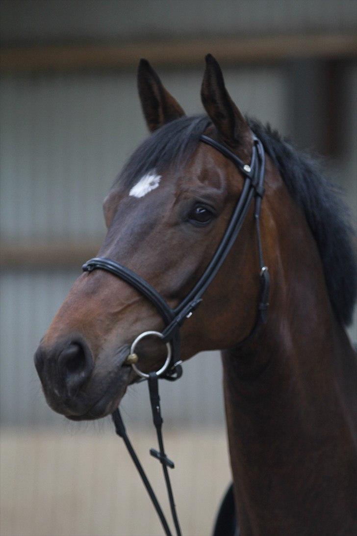 Dansk Varmblod Kristines Alakazam billede 1