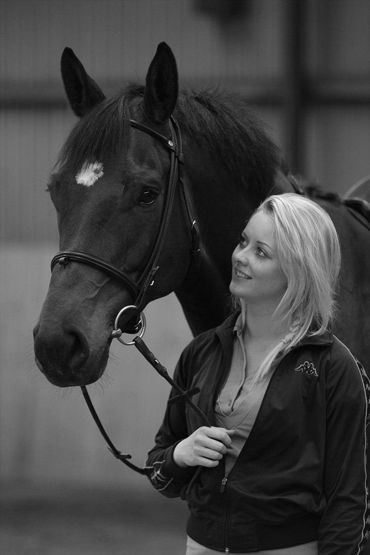 Dansk Varmblod Kristines Alakazam billede 3