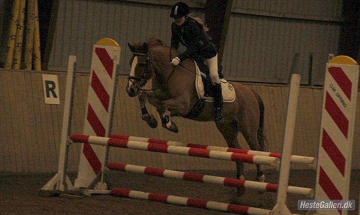 Anden særlig race Aschia - SOLGT - LB spring med Aschias nye ejer, Karen :) billede 20