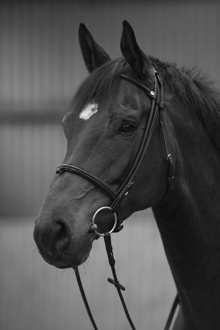 Dansk Varmblod Kristines Alakazam billede 2