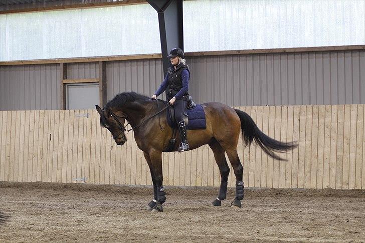 Dansk Varmblod Kristines Alakazam billede 6