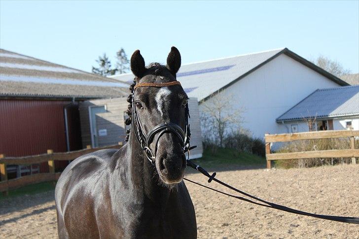 Welsh Cob (sec D) Fronerthig Delyn Du billede 14