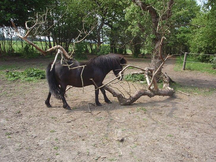 Shetlænder Lille Per billede 9