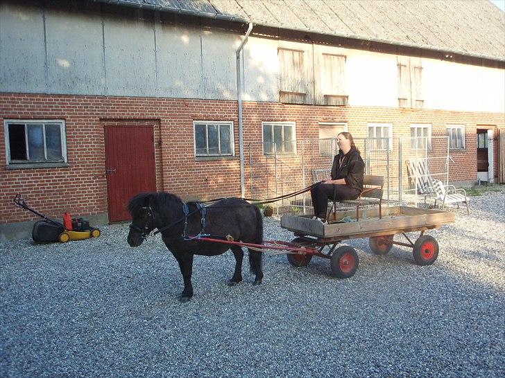 Shetlænder Lille Per billede 10