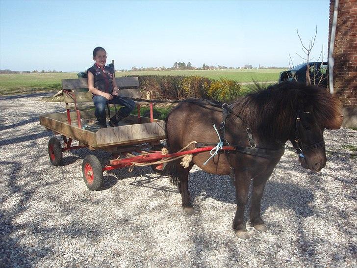 Shetlænder Lille Per billede 11