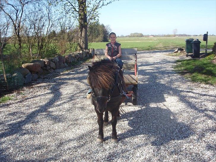 Shetlænder Lille Per billede 12