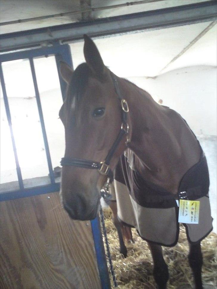 Traver Notice  - (Solgt) billede 3