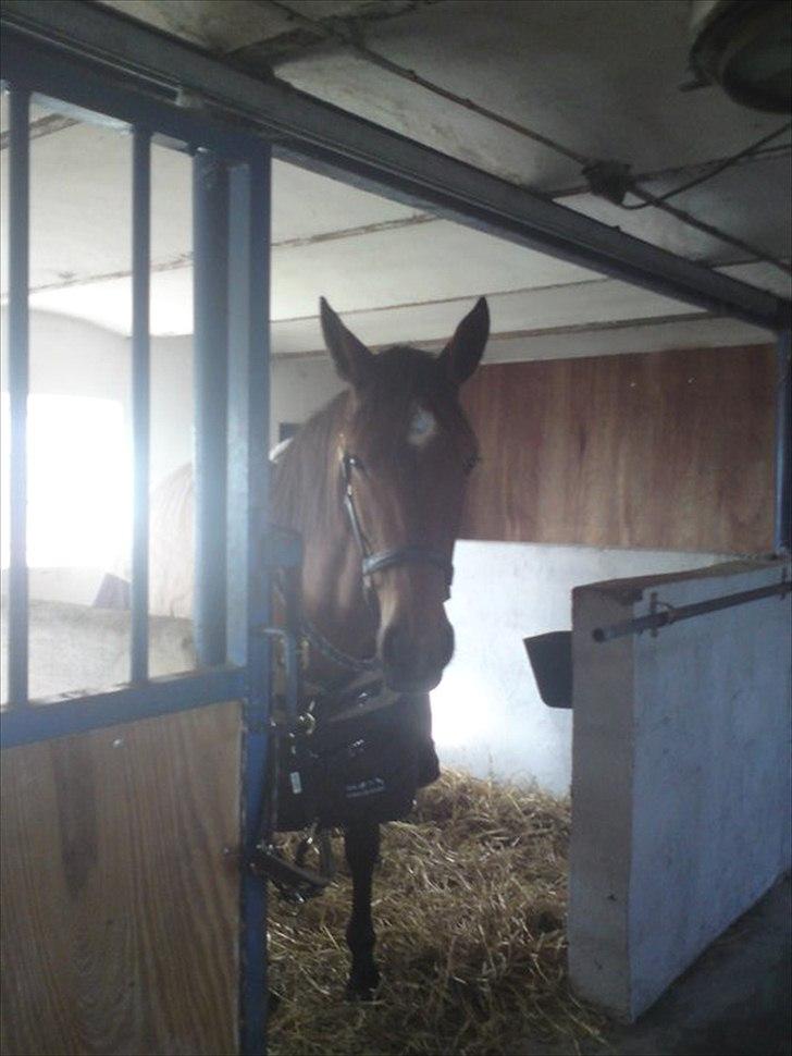 Traver Notice  - (Solgt) billede 4