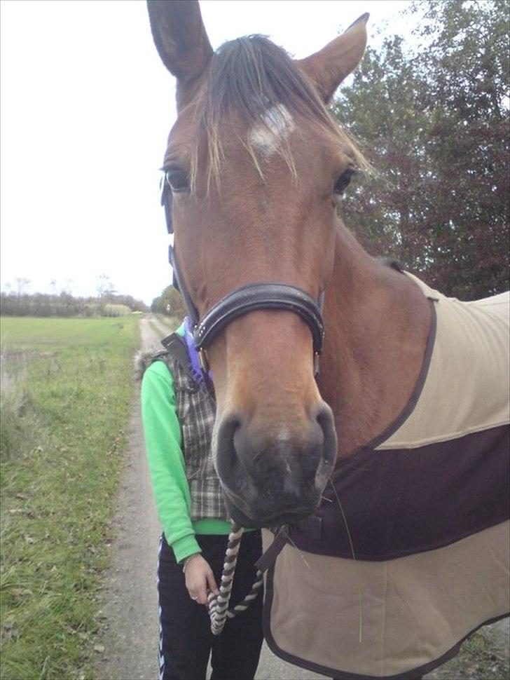 Traver Notice  - (Solgt) billede 1