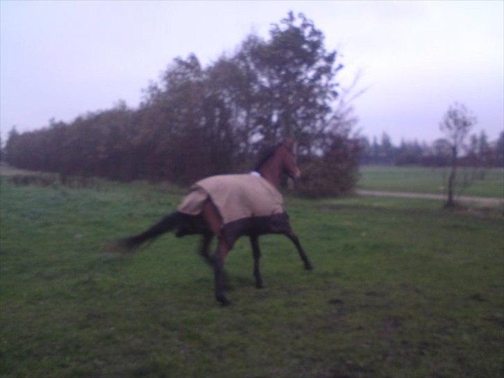 Traver Notice  - (Solgt) billede 6