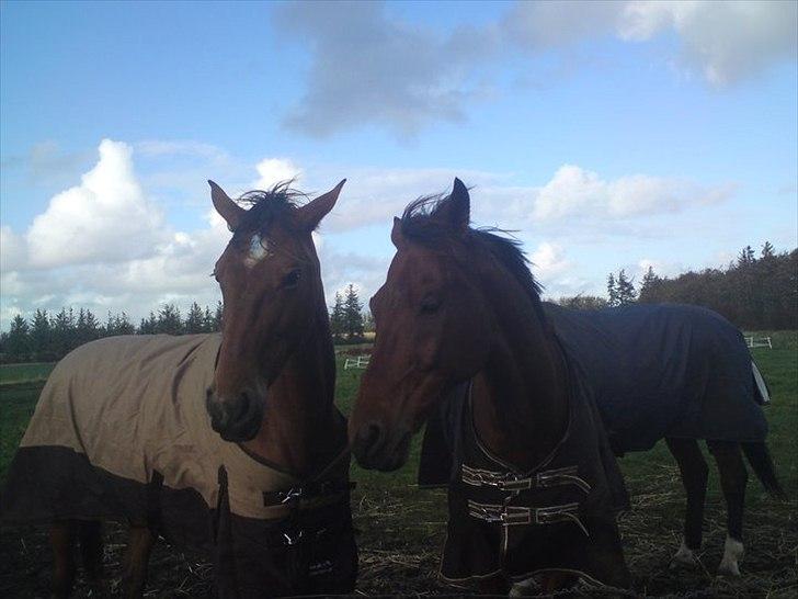 Traver Notice  - (Solgt) billede 7