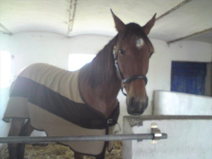 Traver Notice  - (Solgt) billede 5