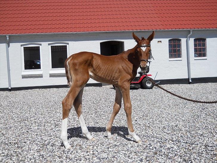 Dansk Varmblod Hjortkjærs Mirelle - En lille uge gammel nu ;-) billede 14
