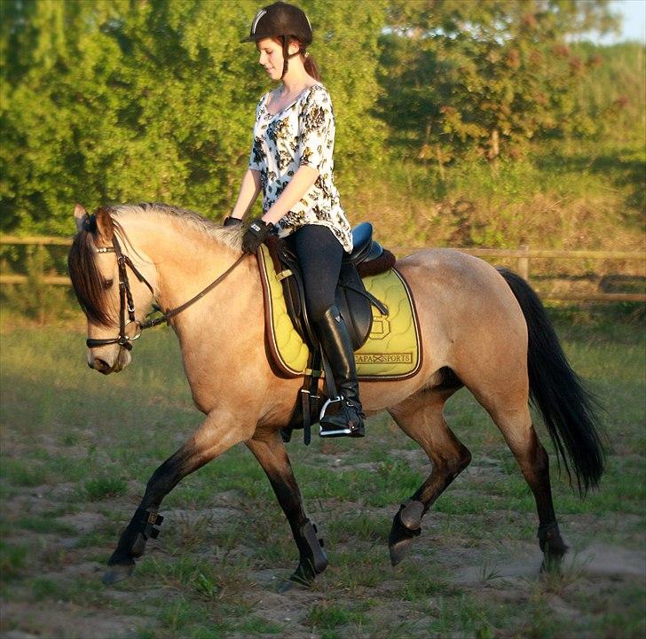 Anden særlig race Shanon B-pony billede 13
