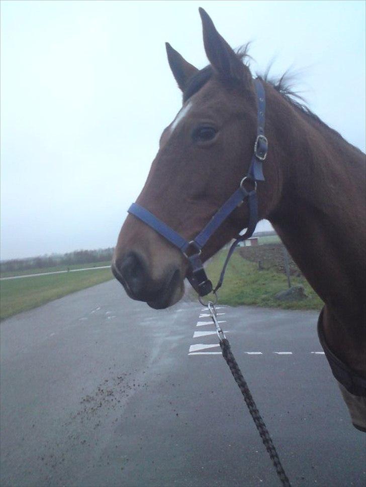 Traver Notice  - (Solgt) - Sidste farvel til Notice. :/ billede 11