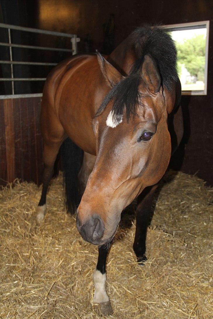 Dansk Varmblod Kristines Alakazam billede 4