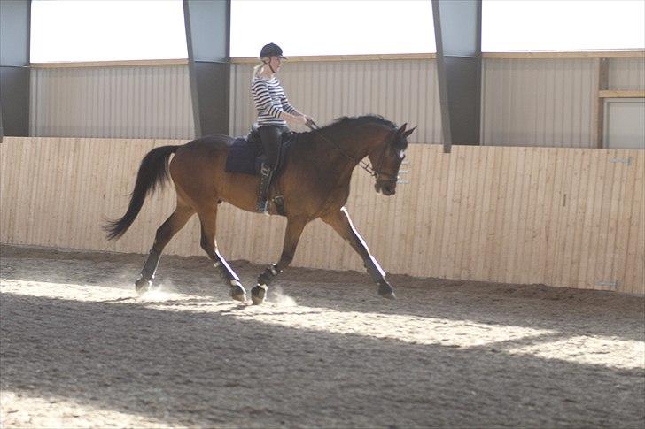 Dansk Varmblod Kristines Alakazam billede 8