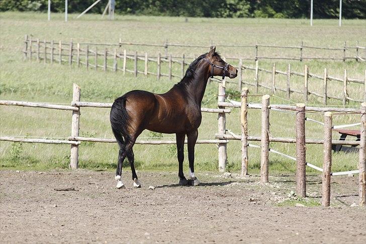 Dansk Varmblod Kristines Alakazam billede 5