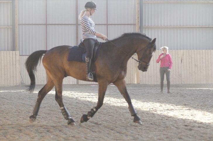 Dansk Varmblod Kristines Alakazam billede 9