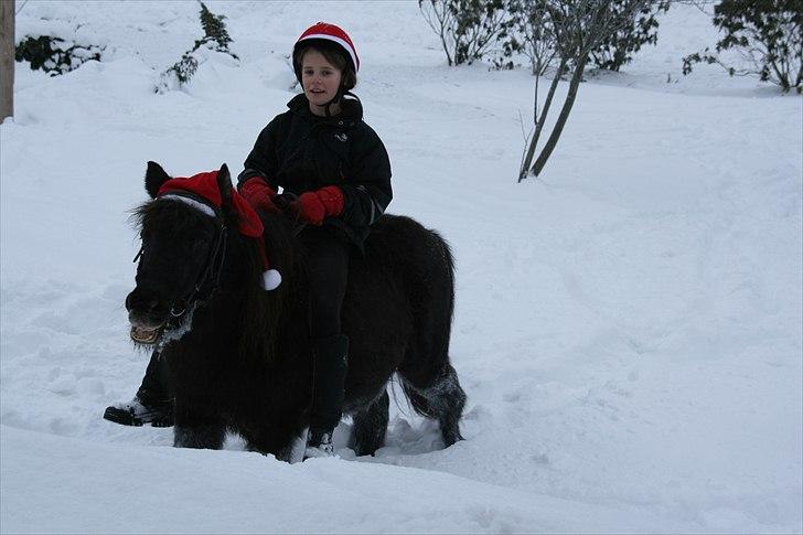 Shetlænder Sofia billede 6