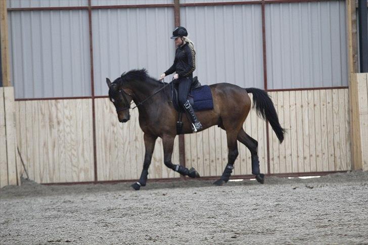 Dansk Varmblod Kristines Alakazam billede 7