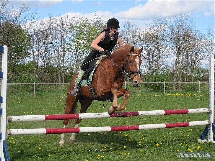 Anden særlig race Salsa billede 17